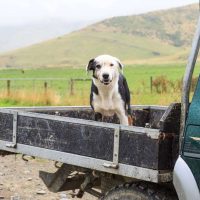 How To Travel With A Dog In A Truck?