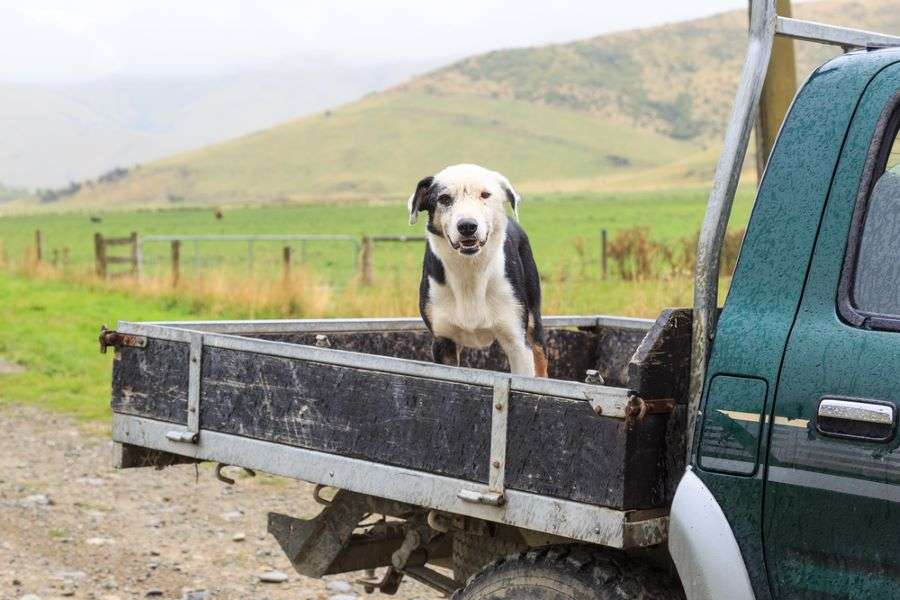 Dog In Truck