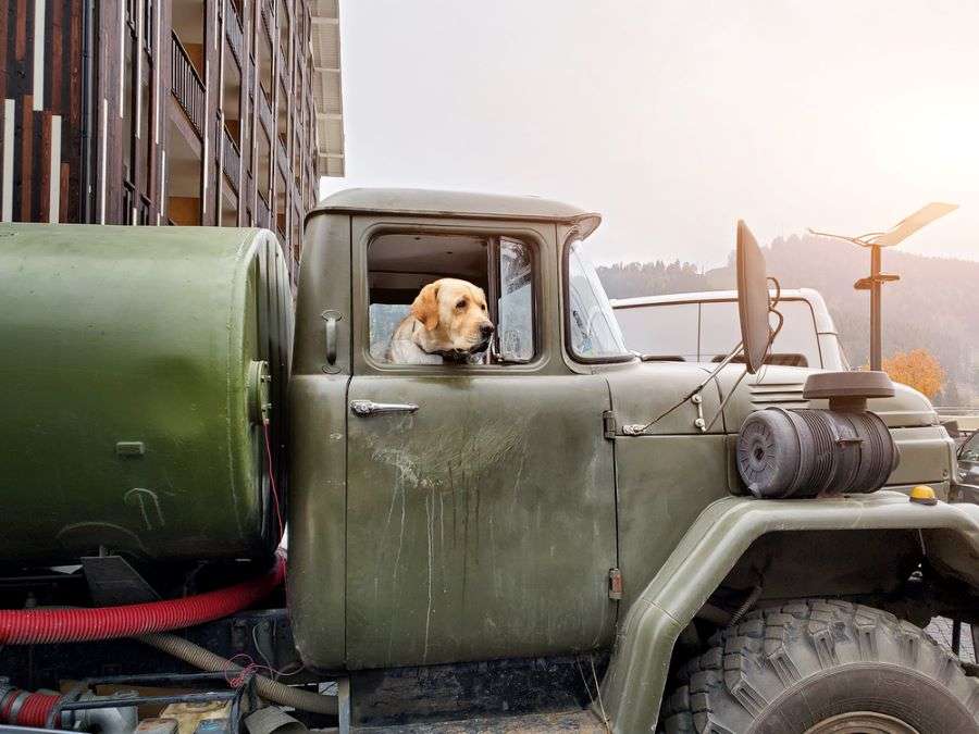 Labrador Retriever in A Truck